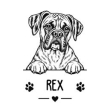 Boxerit