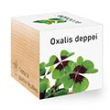Neliapila