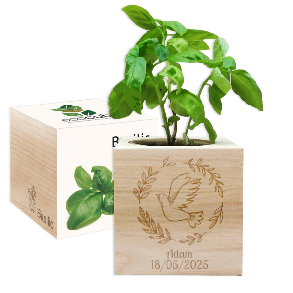 EcoCube kaiverrettu kyyhky kaste