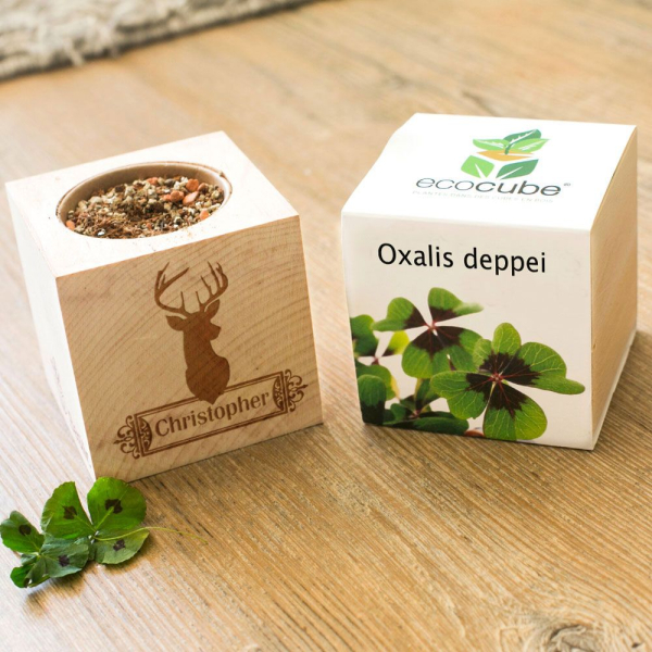 EcoCube r&auml;&auml;t&auml;l&ouml;ity hirvi